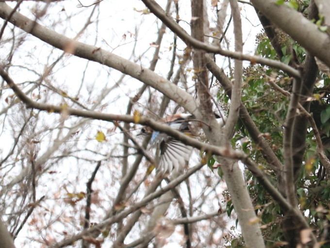 埼玉中部　   ルリビタキ若雄4度他2019/12/22_d0251807_15561923.jpg