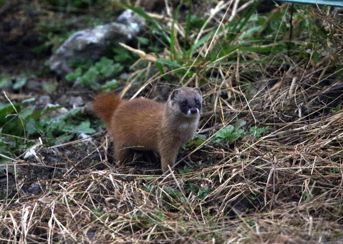 ハイイロチュウヒ　その12（飛翔）_f0239515_1611866.jpg