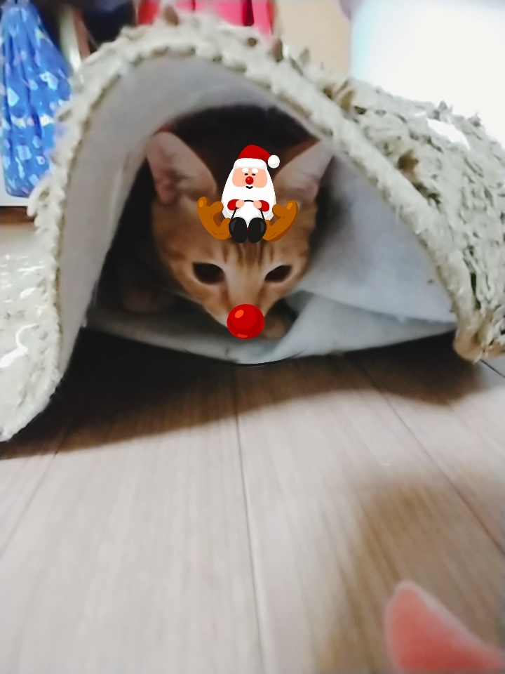🎄✨Merry X\'mas✨🎄_d0233224_22520792.jpg