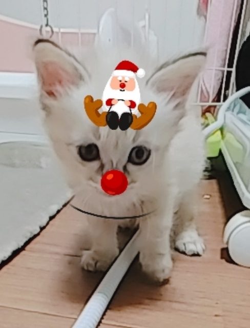 🎄✨Merry X\'mas✨🎄_d0233224_22552539.jpg