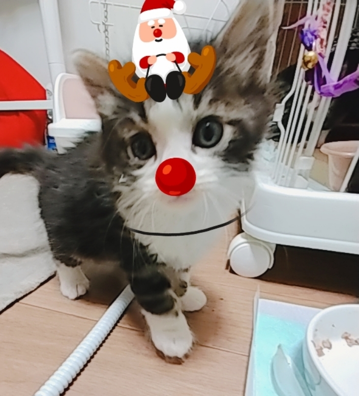 🎄✨Merry X\'mas✨🎄_d0233224_22562478.jpg