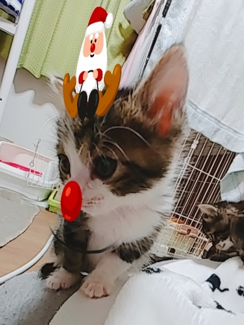 🎄✨Merry X\'mas✨🎄_d0233224_22572753.jpg
