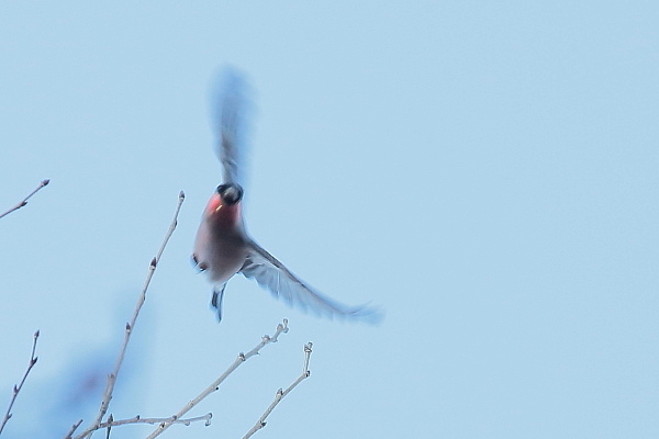 クリスマス寒波?野鳥が山から下りて来た_e0413627_17075664.jpg