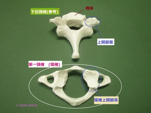 構造医学　リダクター　環椎後頭関節細密用 背側環椎後頭膜 - vet-Anatomy - IMAIOS