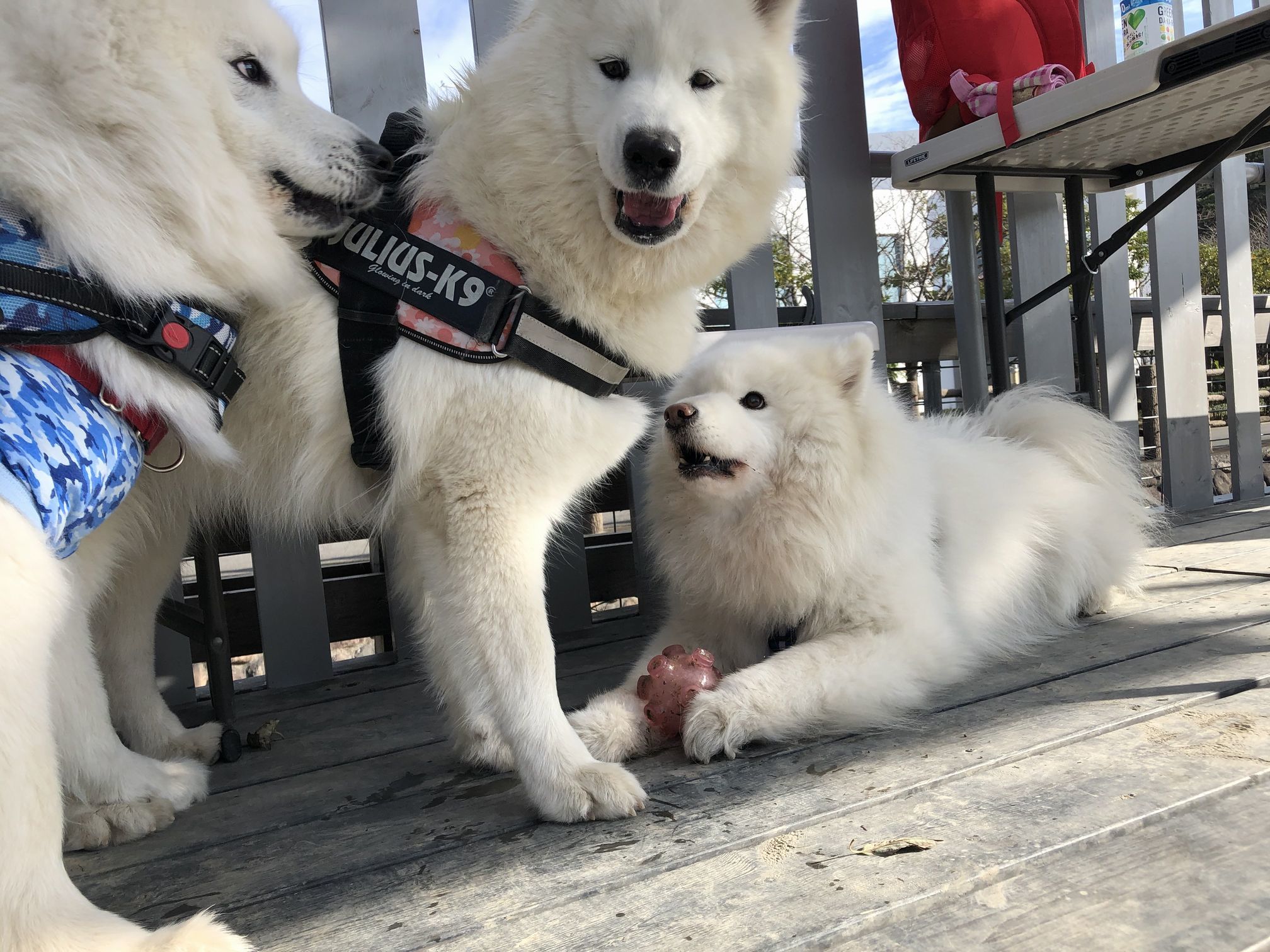 2019年12月 合同お誕生会オフ in Ven! Kitchen&Dog Garden その2_f0128542_02051846.jpg