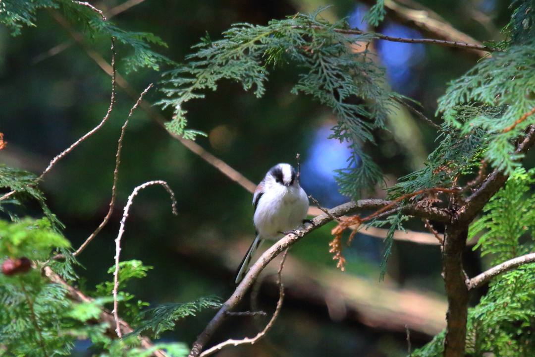 野鳥_e0403850_17494836.jpg