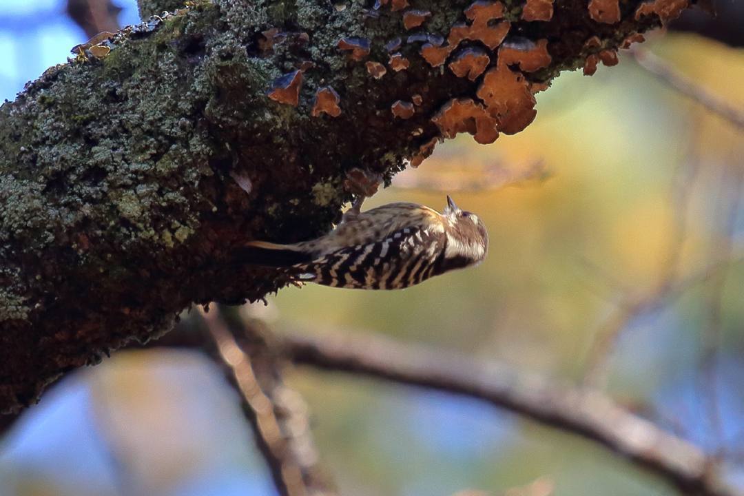 野鳥_e0403850_17494908.jpg