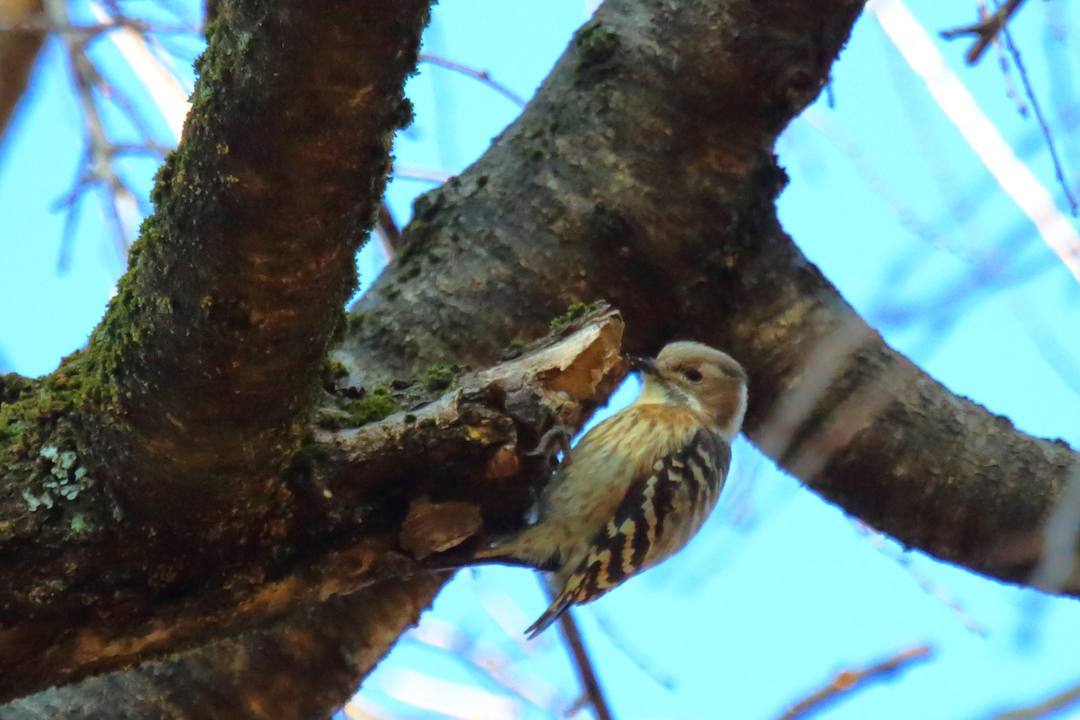 野鳥_e0403850_17494932.jpg