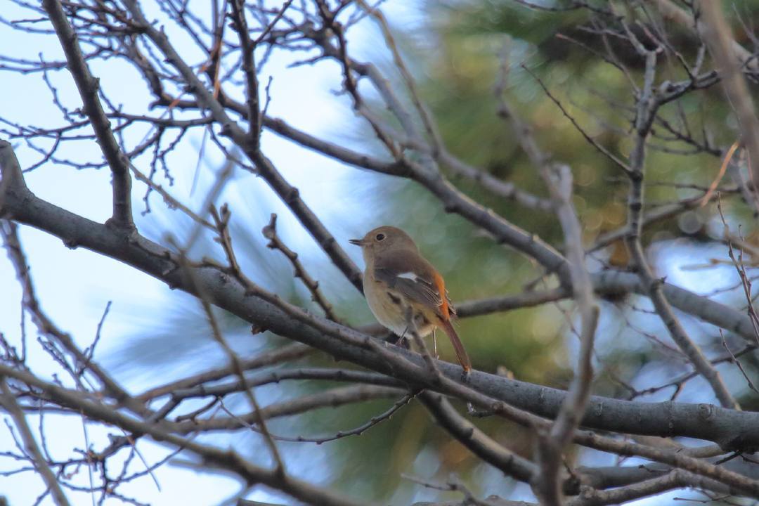 野鳥_e0403850_17495640.jpg