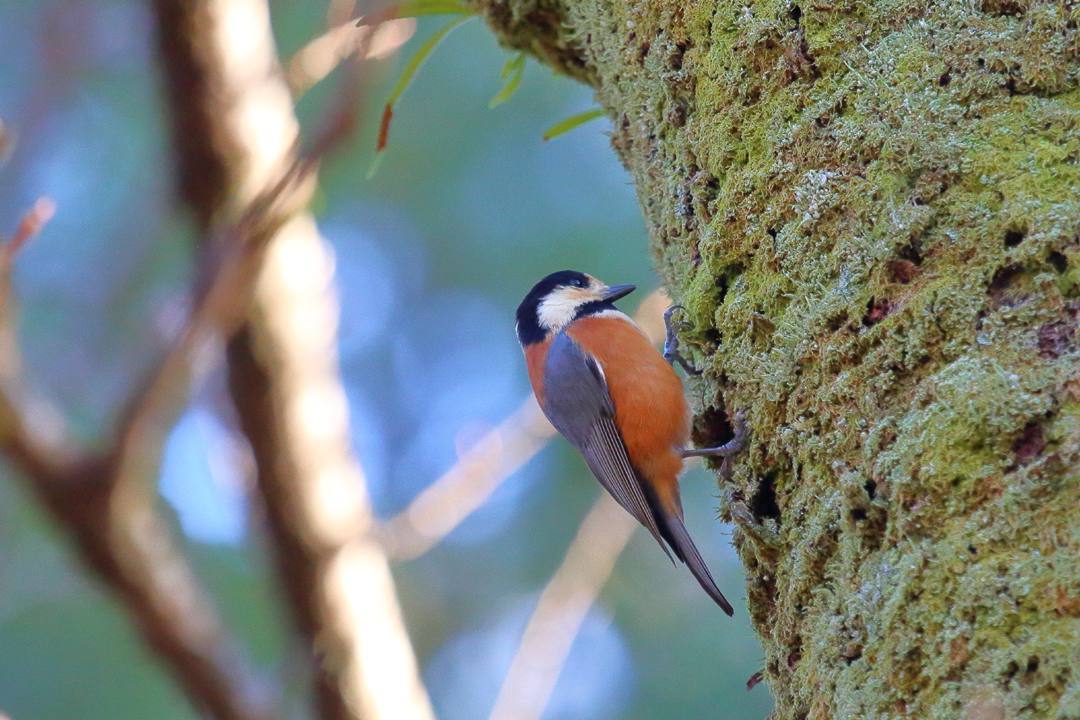 野鳥_e0403850_17495685.jpg