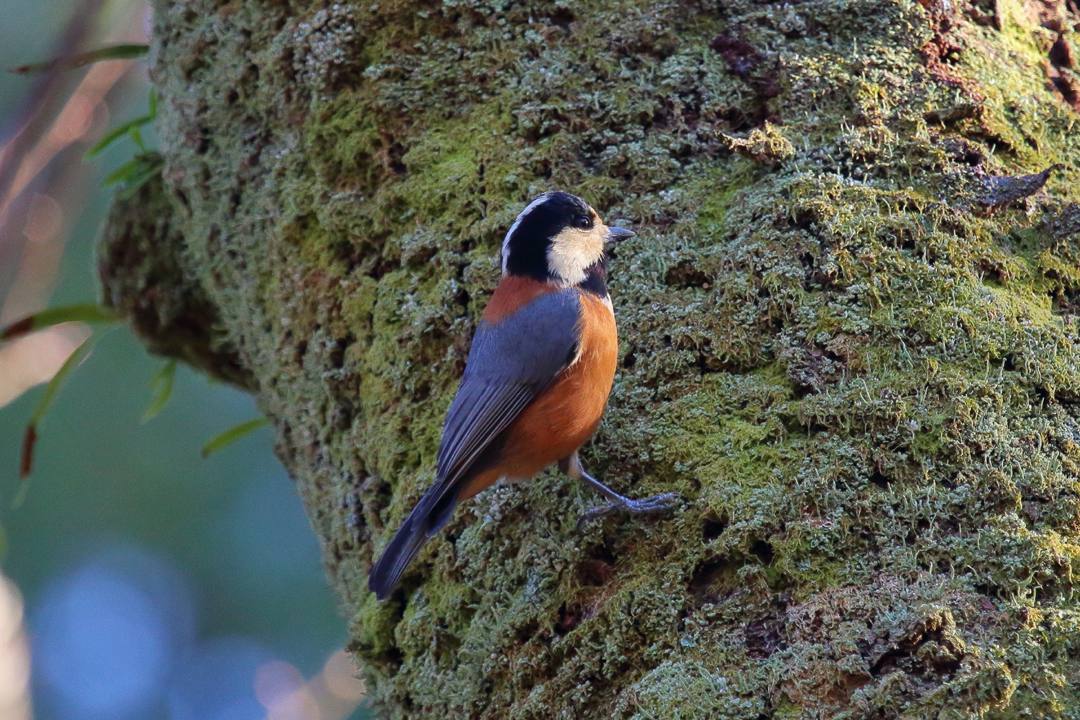 野鳥_e0403850_17495698.jpg