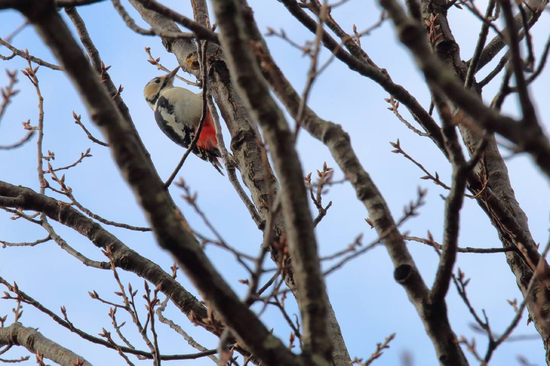野鳥_e0403850_17500447.jpg