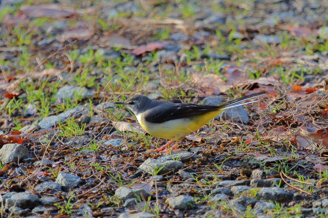 野鳥_e0403850_17500469.jpg