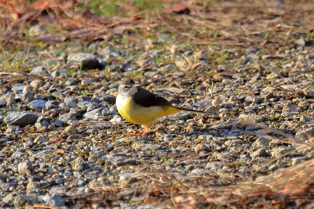 野鳥_e0403850_17501148.jpg