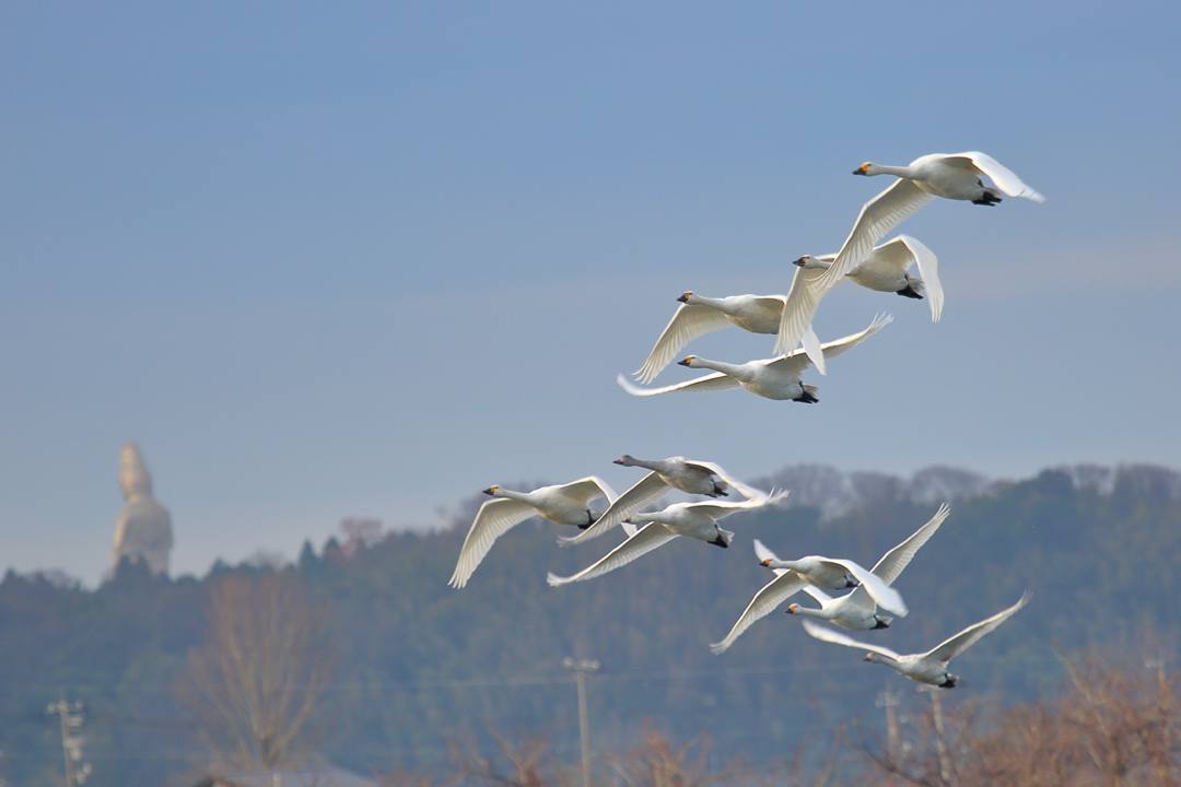 白鳥総集編2019~2020 その5_e0403850_20123124.jpg