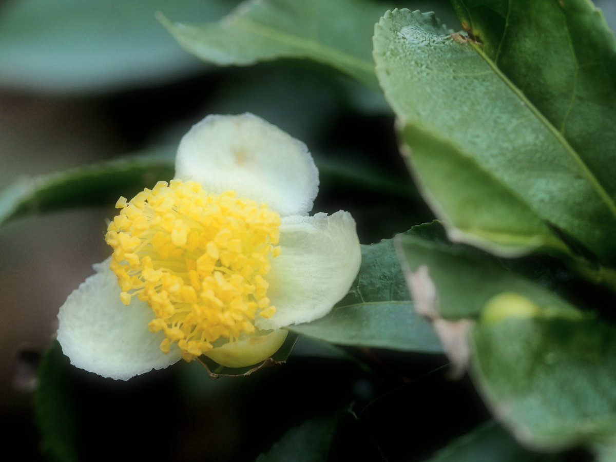 お茶の花　　　京都府_d0286954_04344483.jpg