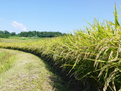 熊本の美味しいお米（七城米、菊池水源棚田米、砂田のれんげ米）大好評発売中！こだわり紹介　その2_a0254656_15140906.jpg