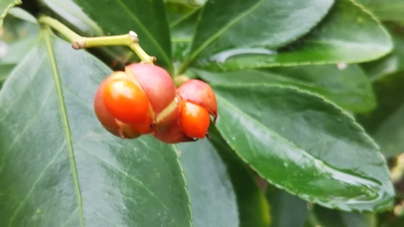 柾木の実 マサキノミ ひげ爺の花便り