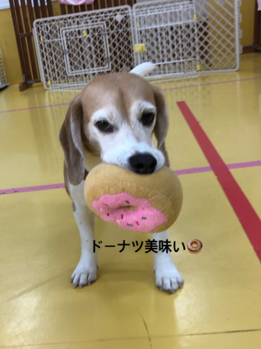 保育園ブログ_f0357682_21565194.jpg