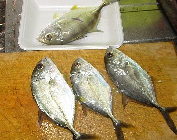12月23日「レモン大根」_f0003283_07514703.jpg
