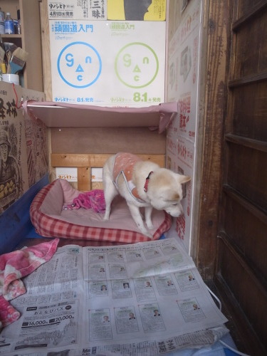 満5年を迎えました。_c0353492_15233420.jpg