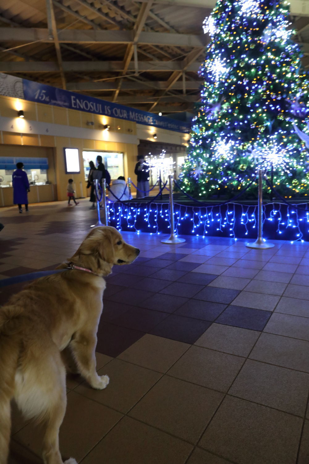 メリークリスマス♪ハナ号♪_b0275998_22202243.jpg