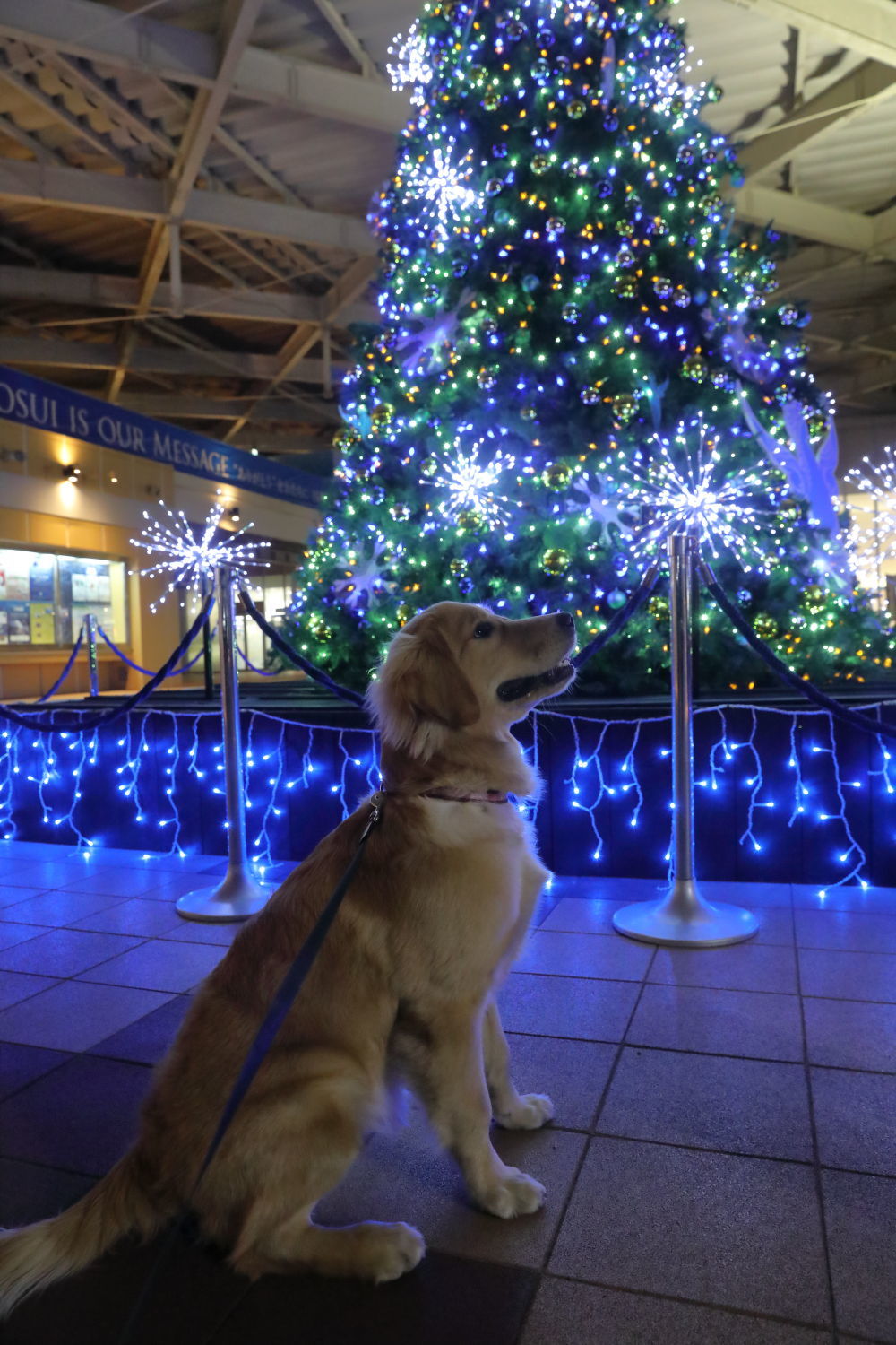 メリークリスマス♪ハナ号♪_b0275998_22202638.jpg