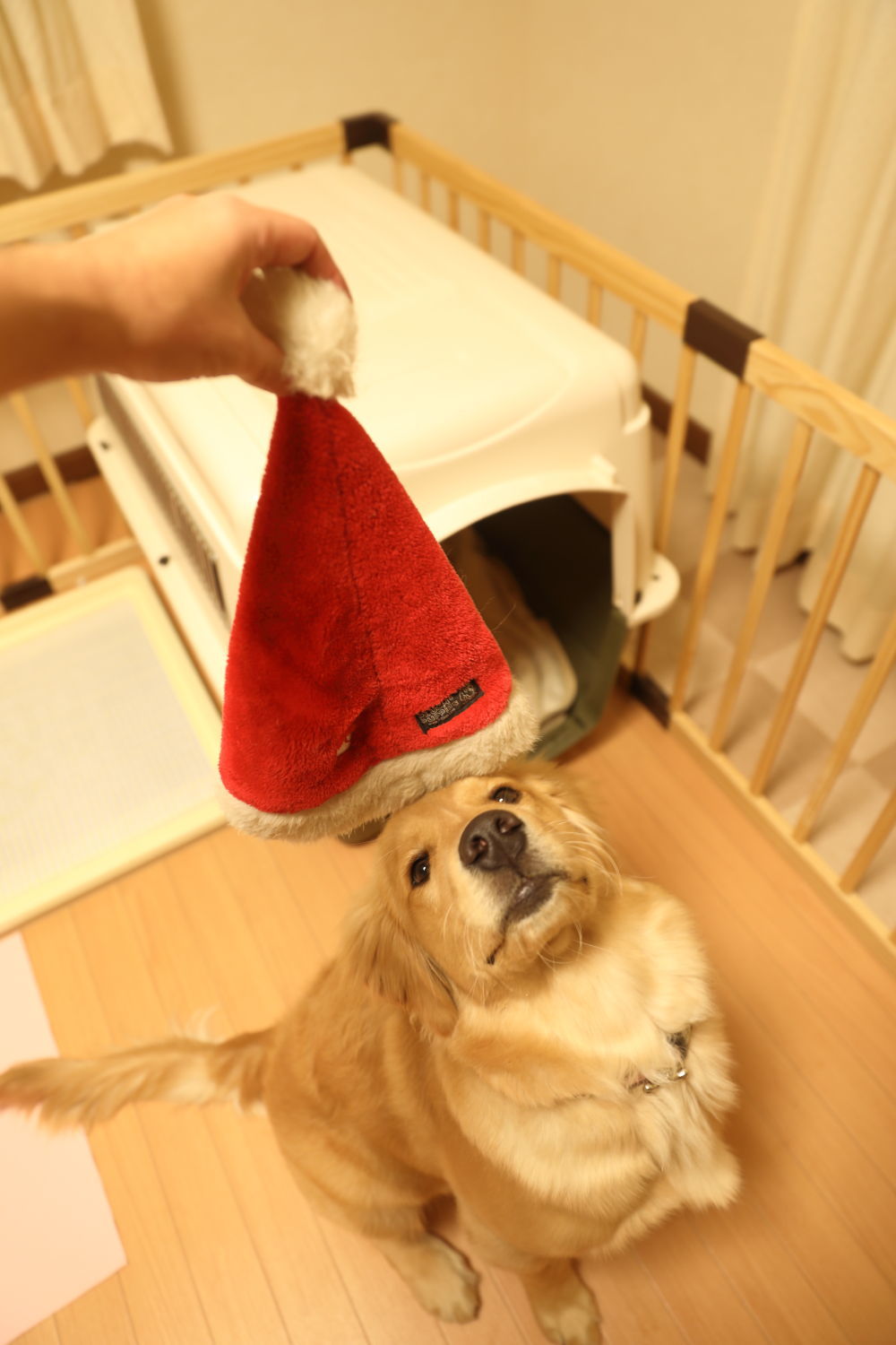 メリークリスマス♪ハナ号♪_b0275998_22232909.jpg
