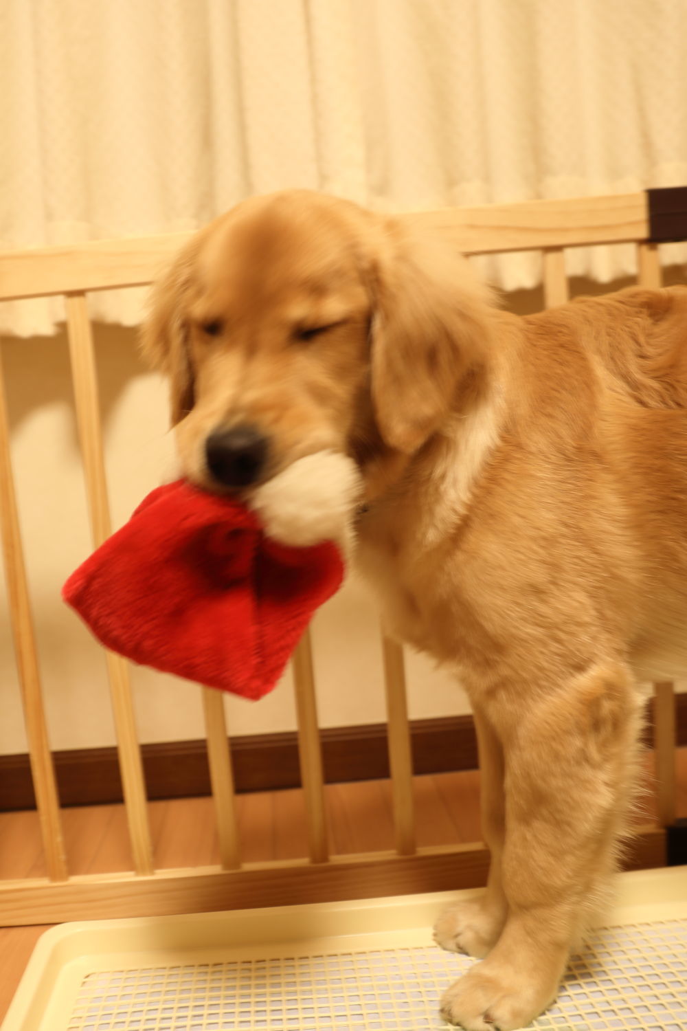 メリークリスマス♪ハナ号♪_b0275998_22550052.jpg