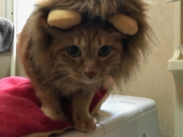 5回目のクリスマス_f0242002_19332367.jpg