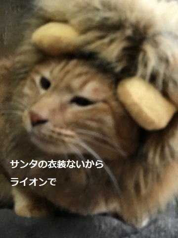5回目のクリスマス_f0242002_19362220.jpg