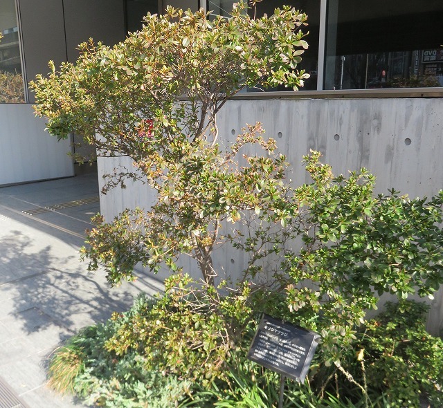 藤堂家上屋敷跡と伊藤伊兵衛(秋葉原散歩②)_c0187004_14255325.jpg