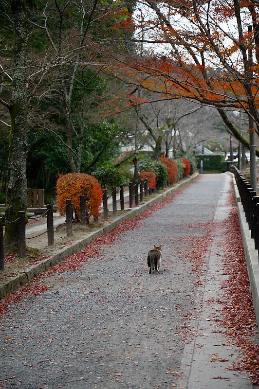 町角ニャンコ・散り景色_f0032011_20571918.jpg