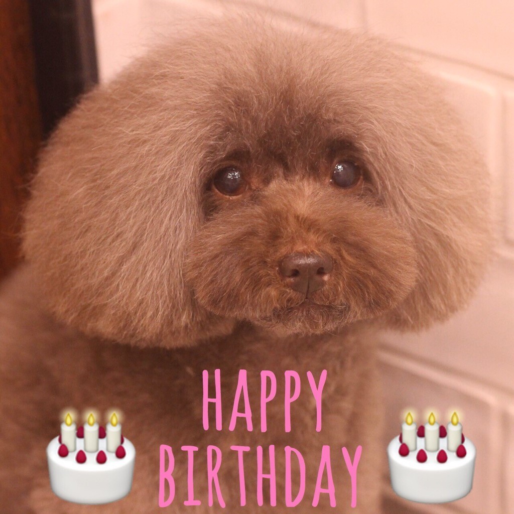 ☆ Happy Birthday ・ ラニちゃん ☆_d0060413_16581392.jpg