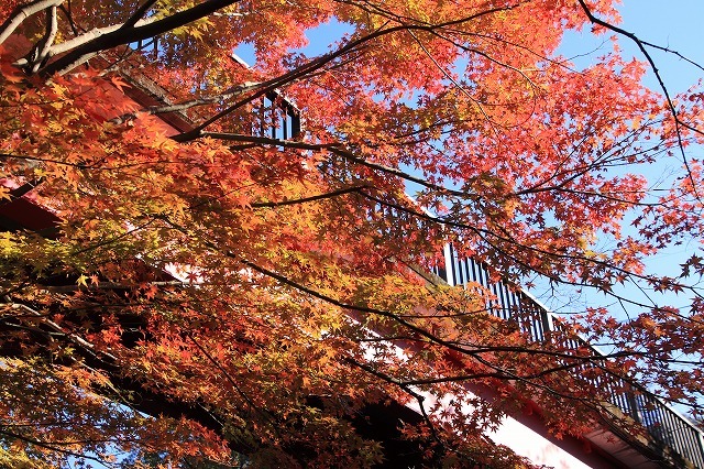 紅葉の大曾根公園散策(撮影:12月8日)_e0321325_13541198.jpg