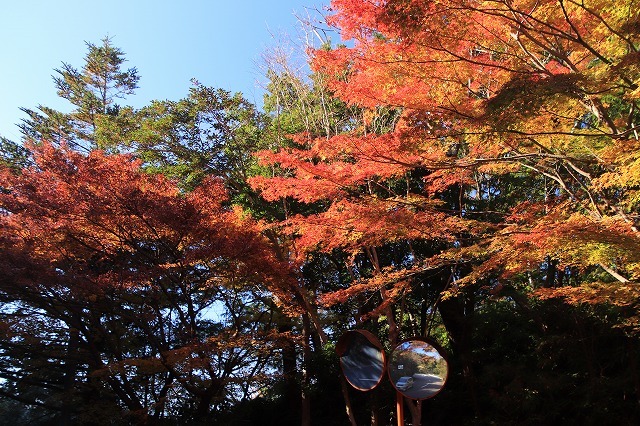 紅葉の大曾根公園散策(撮影:12月8日)_e0321325_13542922.jpg