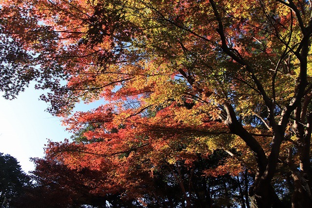 紅葉の大曾根公園散策(撮影:12月8日)_e0321325_13545022.jpg