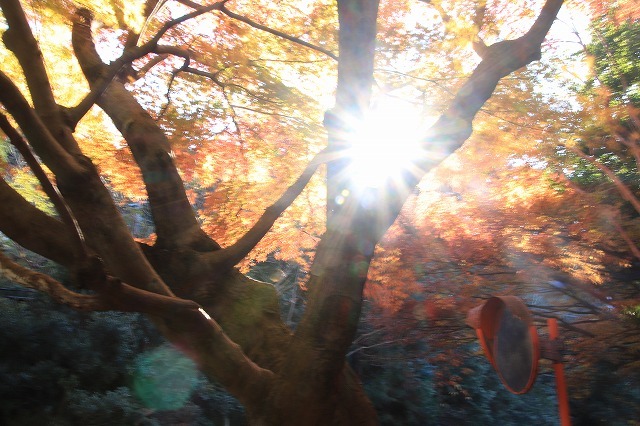 紅葉の大曾根公園散策(撮影:12月8日)_e0321325_13550905.jpg
