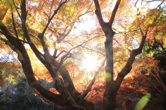 紅葉の大曾根公園散策(撮影:12月8日)_e0321325_13552662.jpg