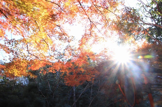紅葉の大曾根公園散策(撮影:12月8日)_e0321325_13554132.jpg
