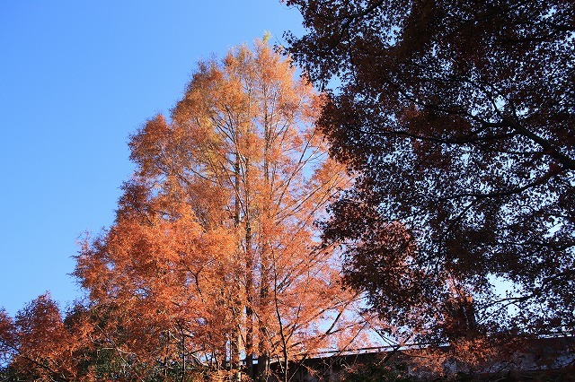 紅葉の大曾根公園散策(撮影:12月8日)_e0321325_13560401.jpg