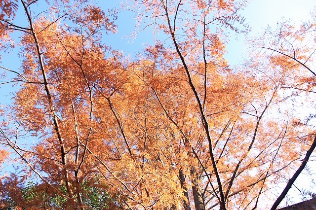 紅葉の大曾根公園散策(撮影:12月8日)_e0321325_13570827.jpg