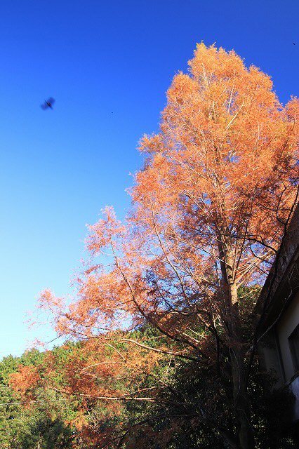 紅葉の大曾根公園散策(撮影:12月8日)_e0321325_13572883.jpg