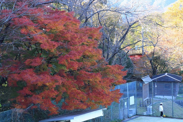 紅葉の大曾根公園散策(撮影:12月8日)_e0321325_13582219.jpg