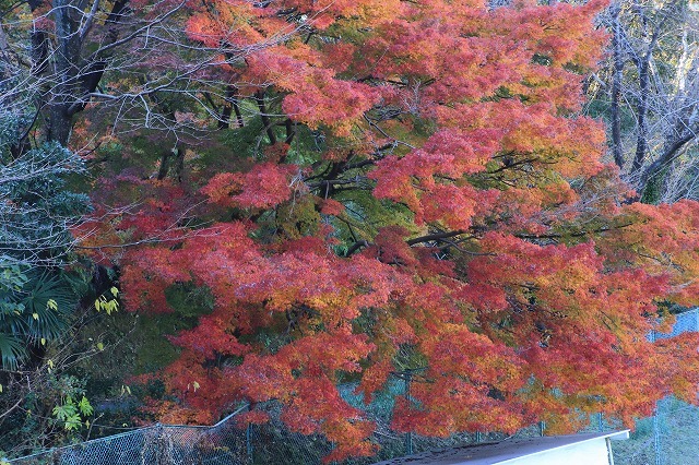 紅葉の大曾根公園散策(撮影:12月8日)_e0321325_13583814.jpg