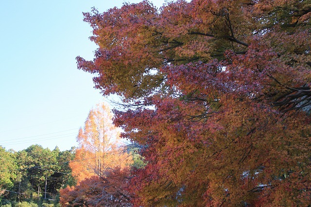 紅葉の大曾根公園散策(撮影:12月8日)_e0321325_13591501.jpg