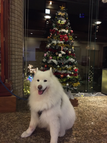 2019年12月三重旅行② 森のホテルスメール_e0052736_10195584.png