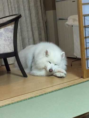 2019年12月三重旅行② 森のホテルスメール_e0052736_10433824.jpg