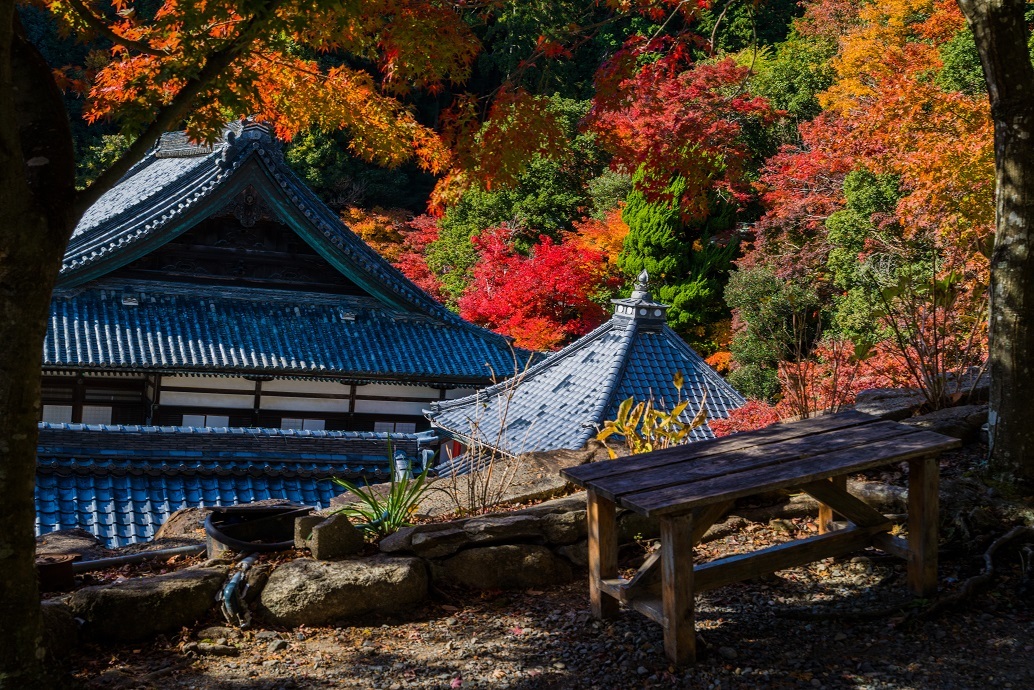 2019京都紅葉～柳谷観音①（書院・上書院以外）_e0363038_14525239.jpg