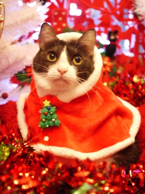 クリスマス猫 みるきぃ編 ゆきねこ猫家族